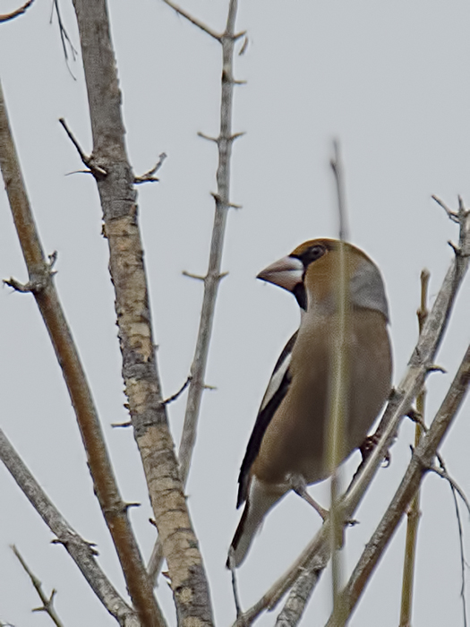 Hawfinch