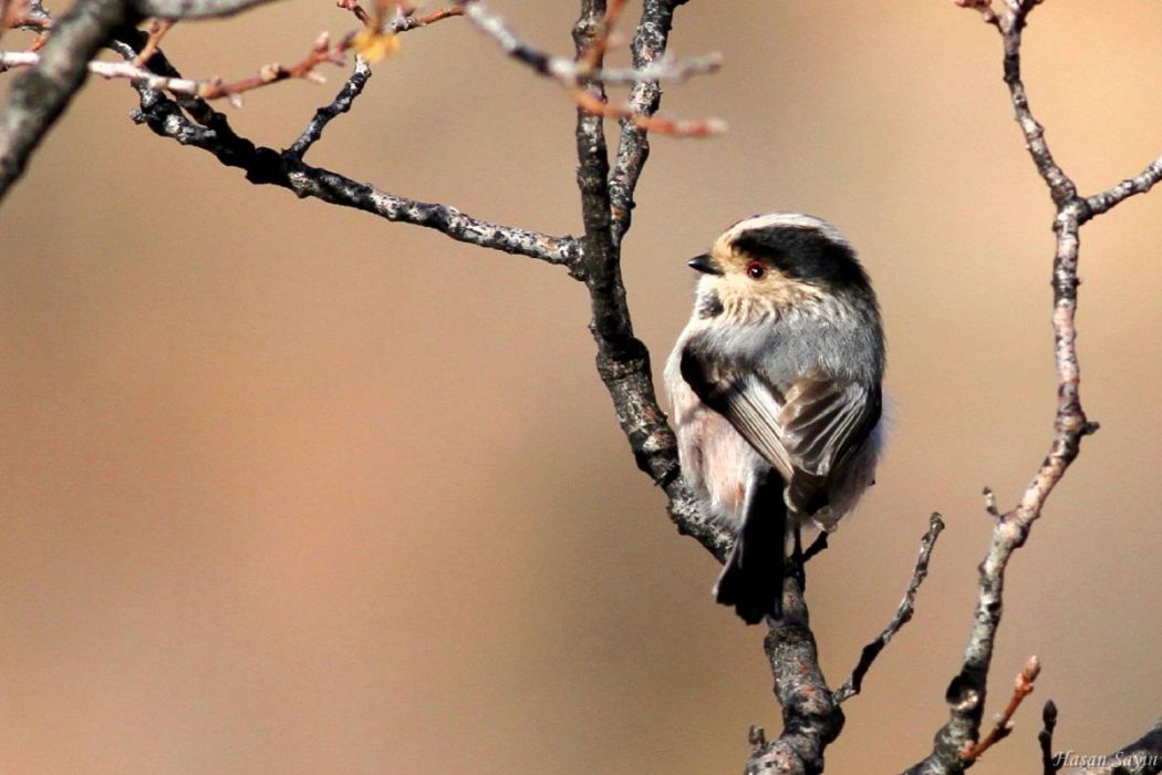 Long-tailed Tit