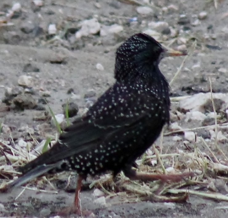 Common Starling