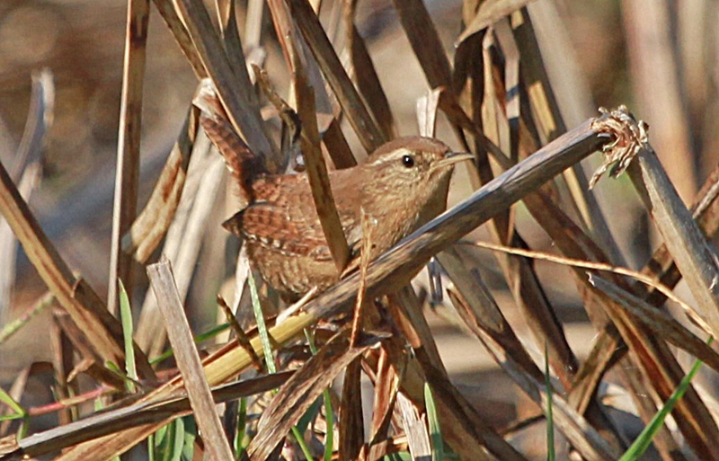 Eurasian Wren
