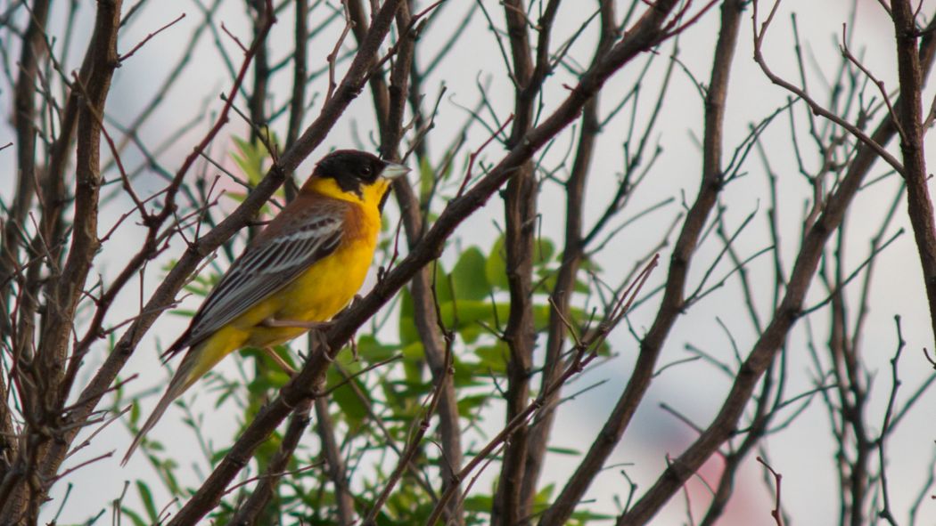 Black-headed Bunting