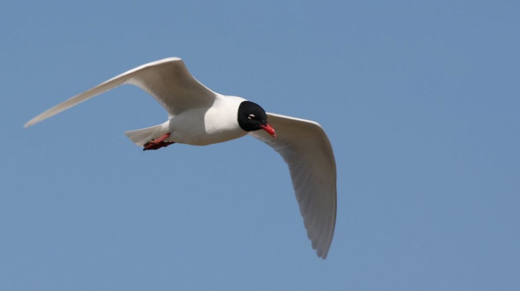 Mediterranean Gull