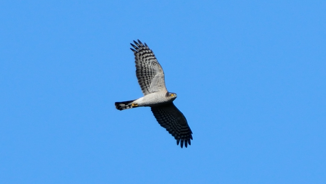 Northern Goshawk