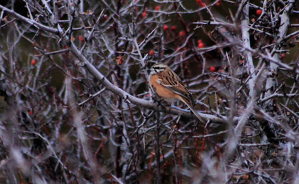Rock Bunting