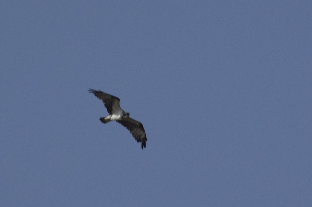 Osprey