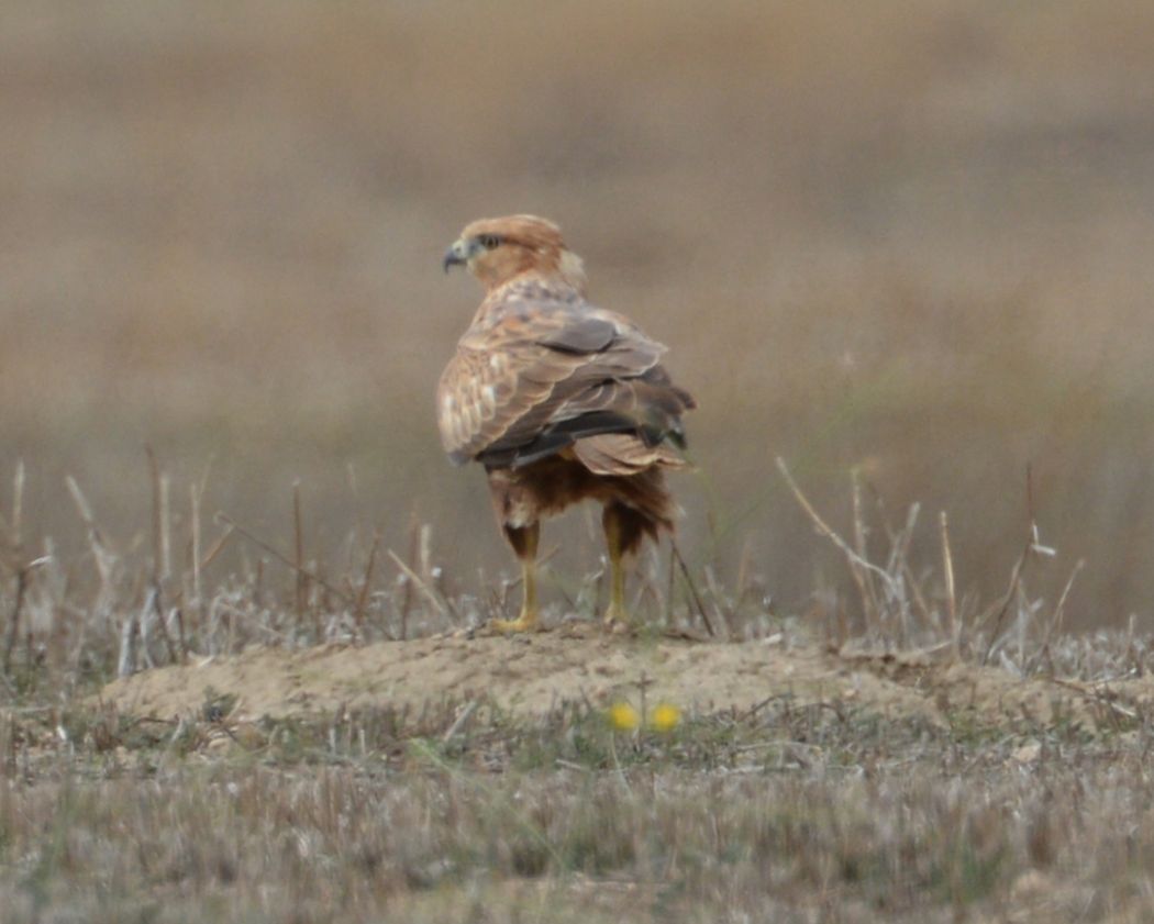 Long-legged Buzzard