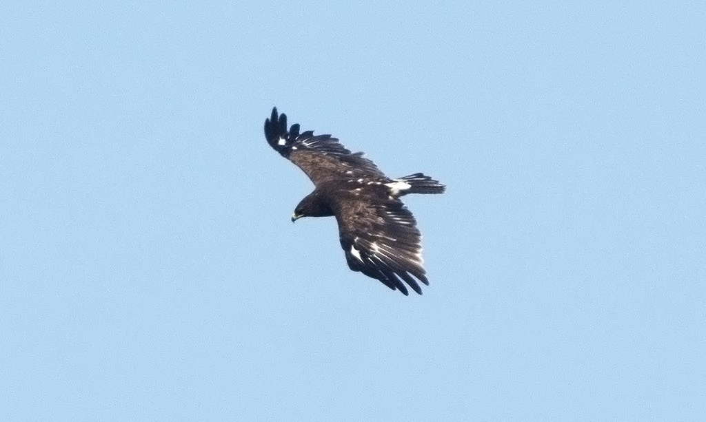 Greater Spotted Eagle