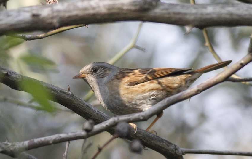 Dunnock