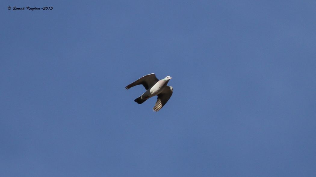Stock Dove