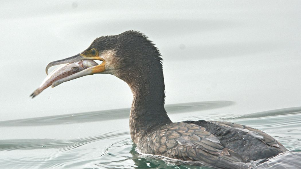 Great Cormorant