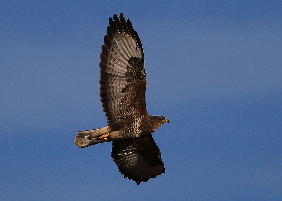 Common Buzzard