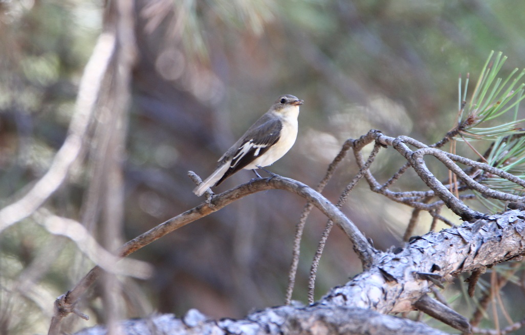 Collared Flycatcher