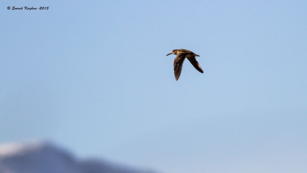 Jack Snipe