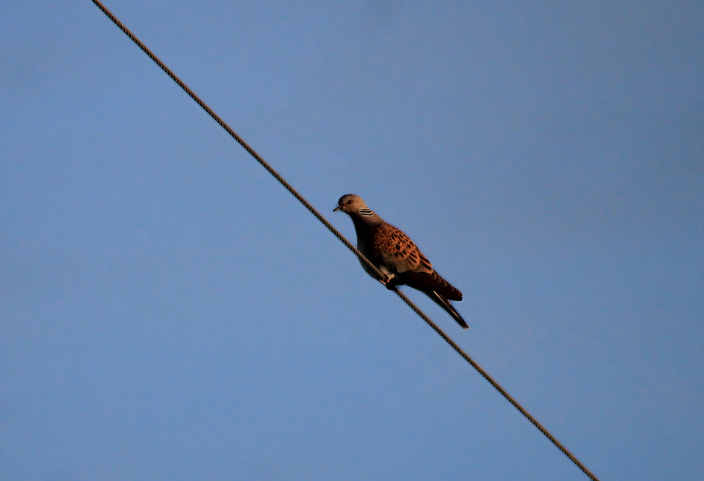 European Turtle Dove