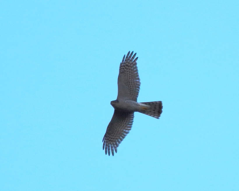 Eurasian Sparrowhawk