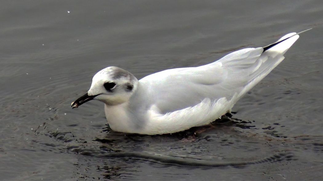Little Gull