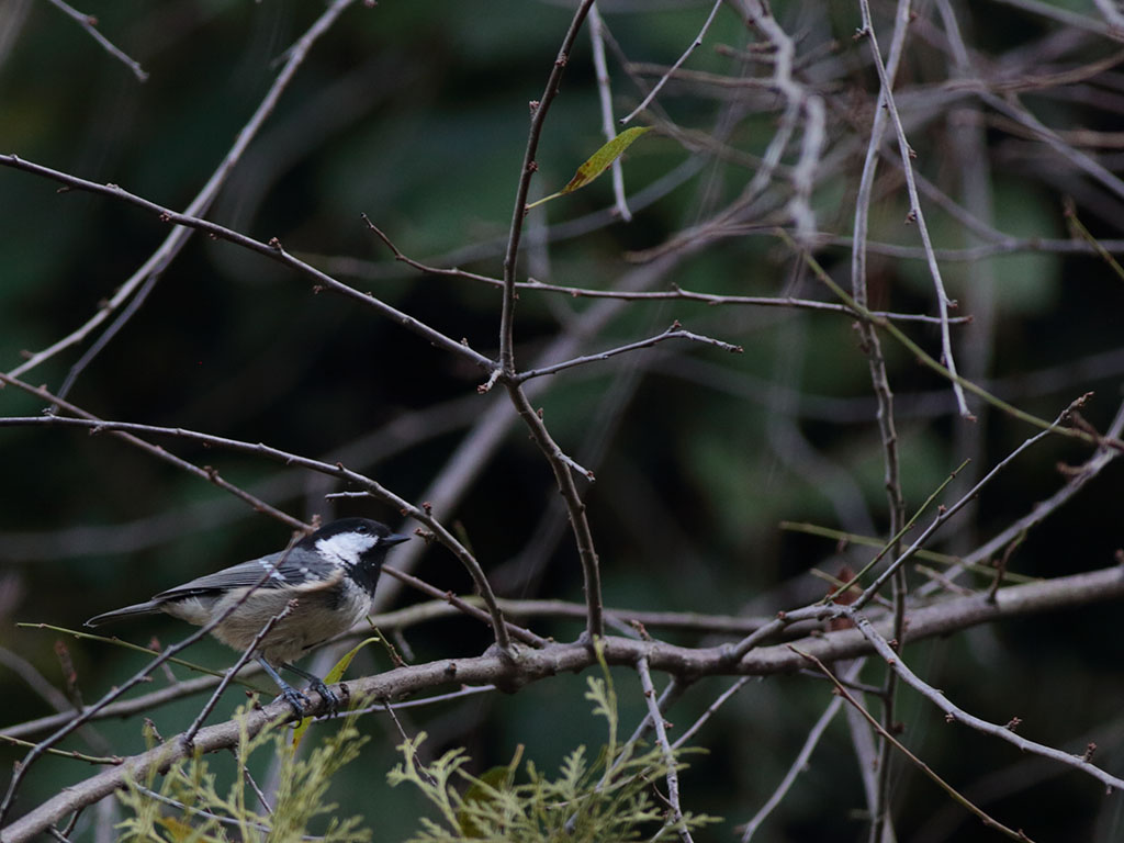 Coal Tit