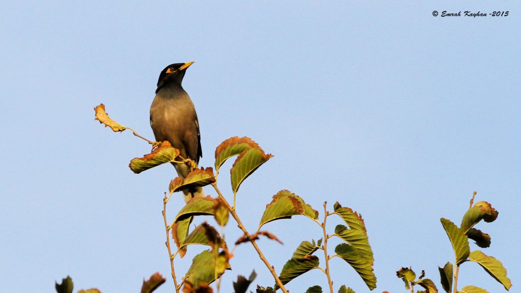 Common Myna