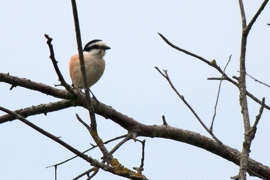 Masked Shrike