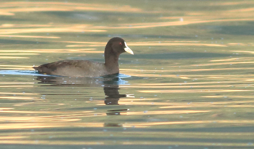 Eurasian Coot