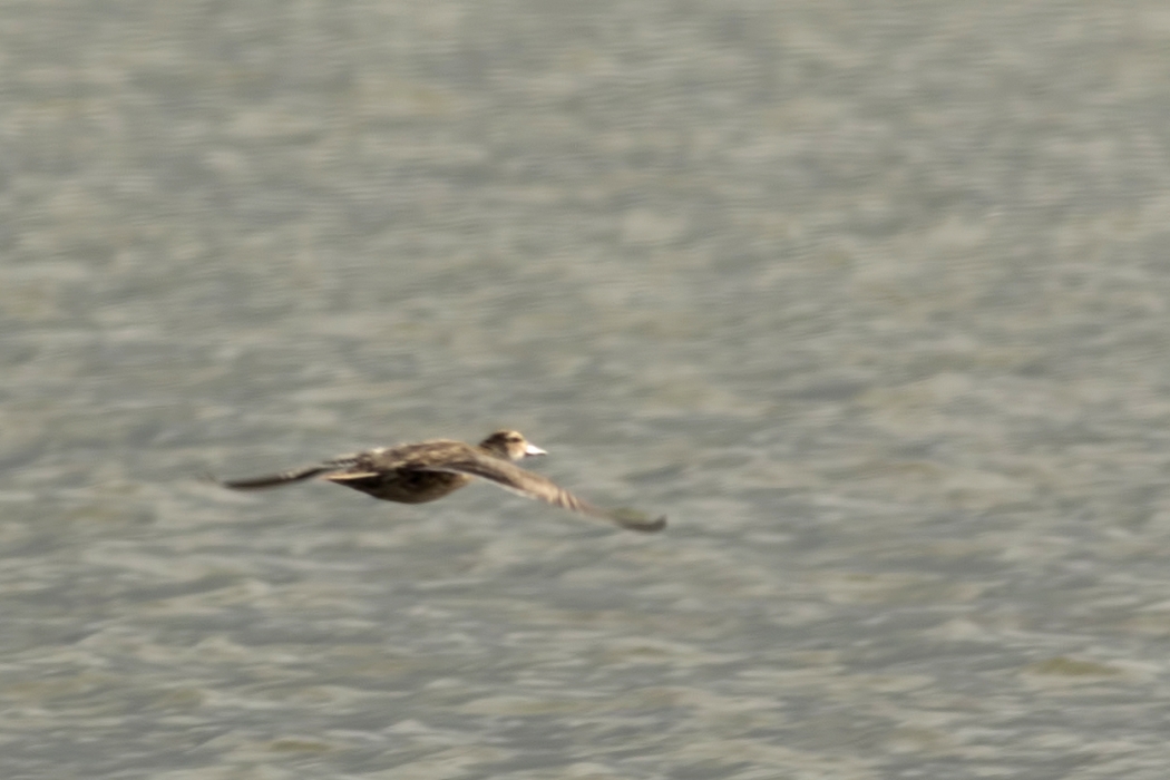 Garganey