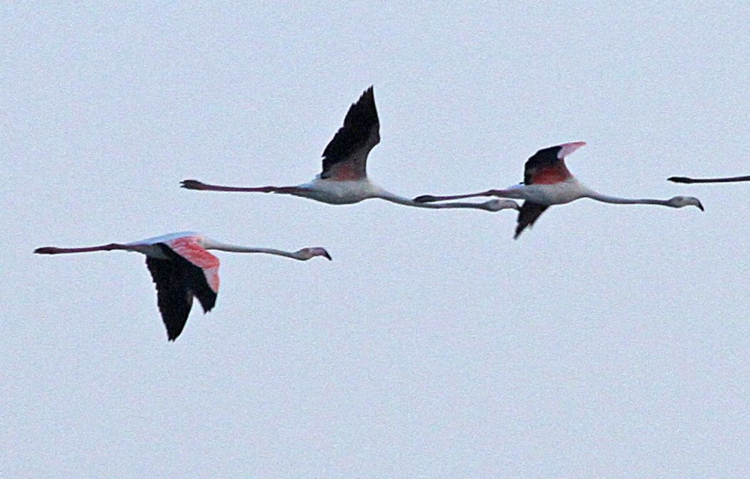 Greater Flamingo