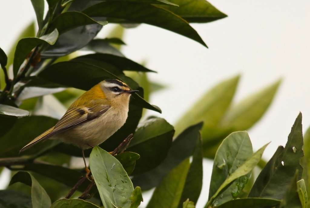 Common Firecrest