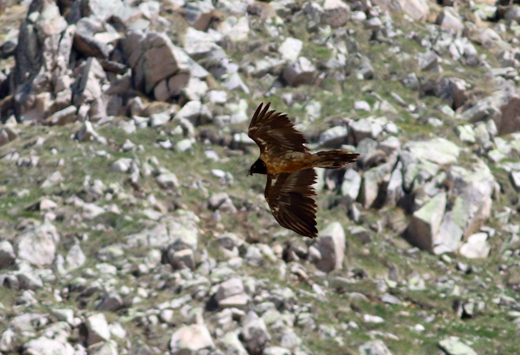 Bearded Vulture