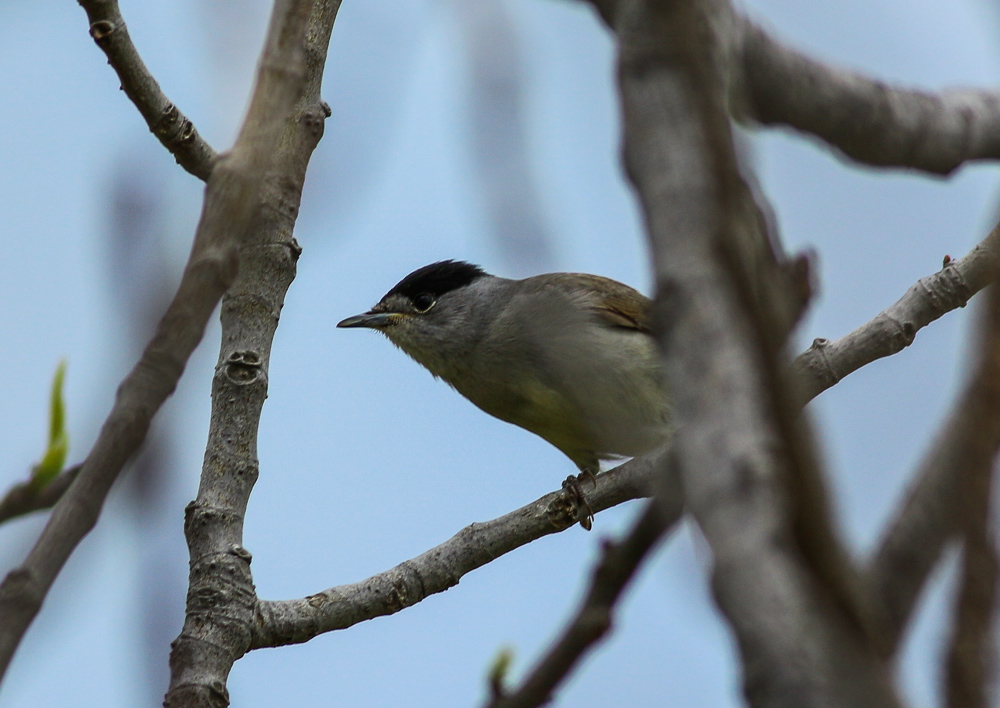 Eurasian Blackcap