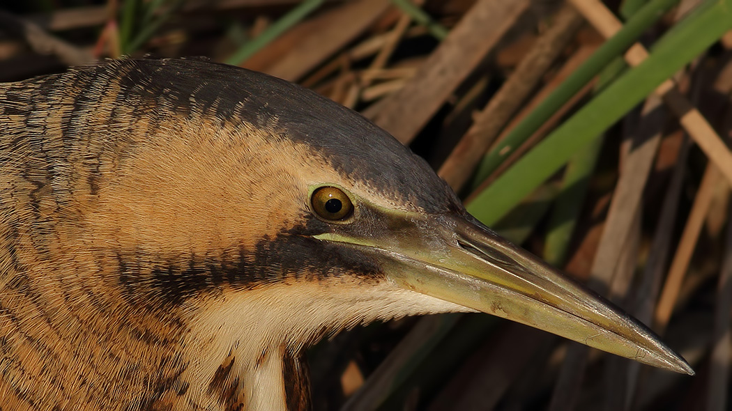 Eurasian Bittern