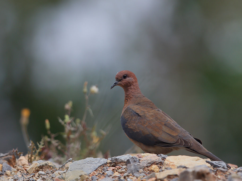Laughing Dove
