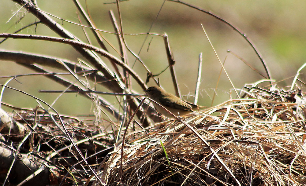 Common Chiffchaff