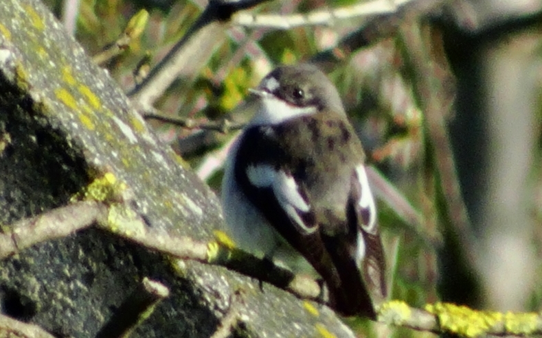 European Pied Flycatcher