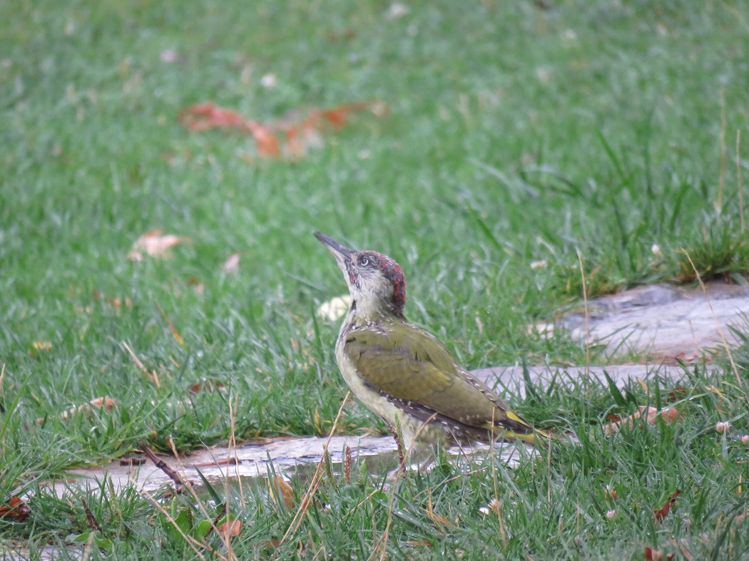 European Green Woodpecker
