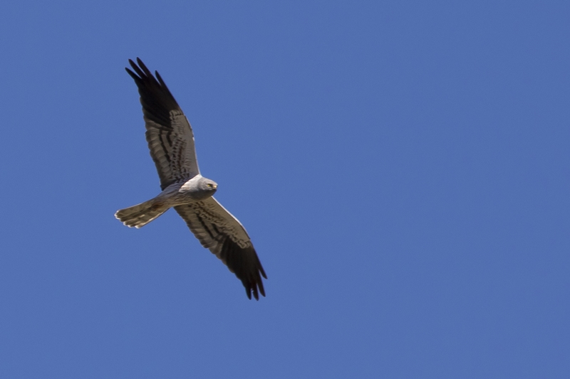 Montagu`s Harrier