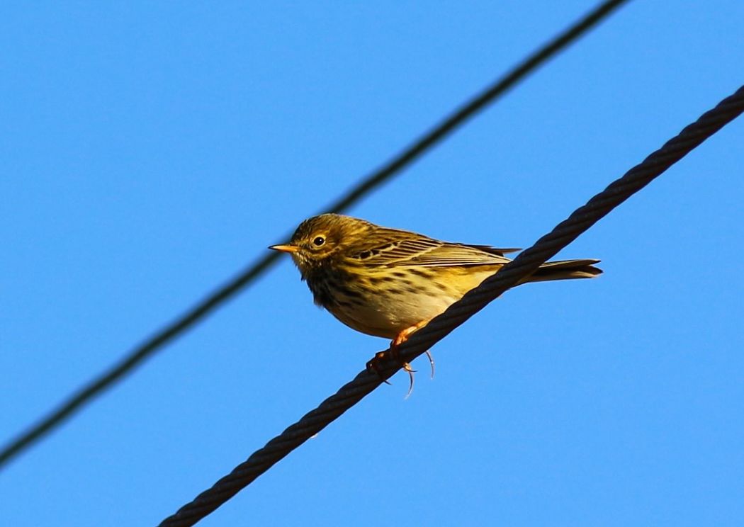Meadow Pipit