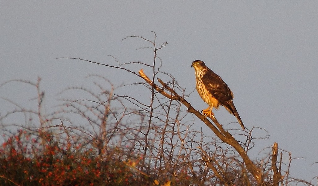 Eurasian Goshawk