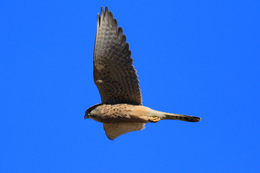 Common Kestrel
