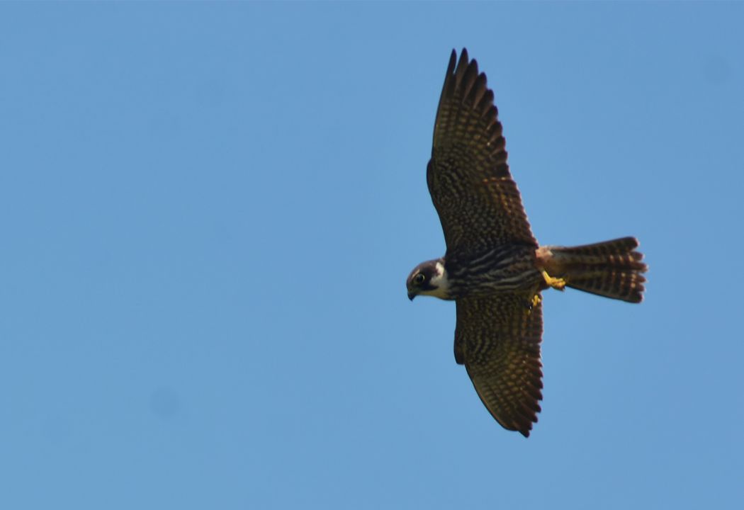 Eurasian Hobby
