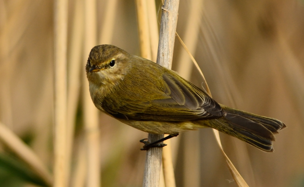 Common Chiffchaff