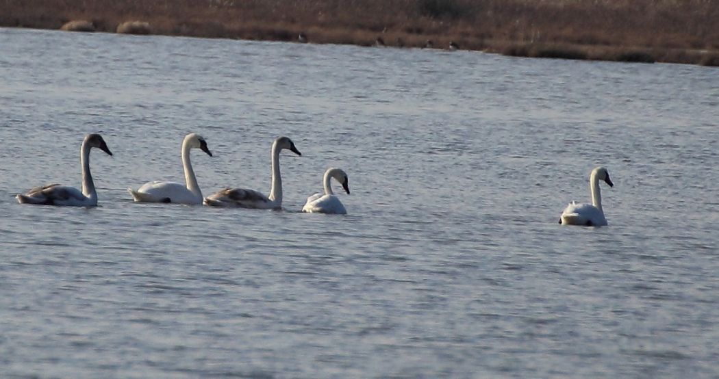 Mute Swan