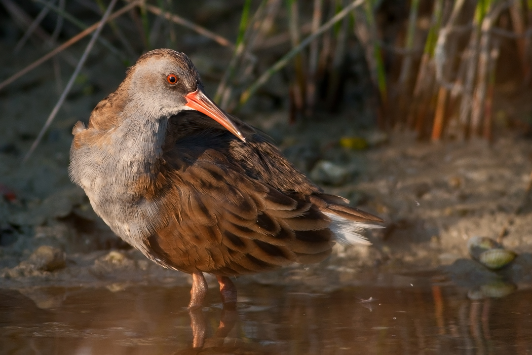 Water Rail