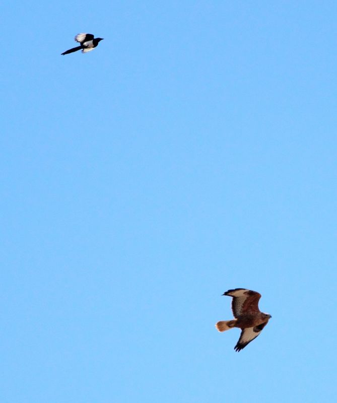 Long-legged Buzzard