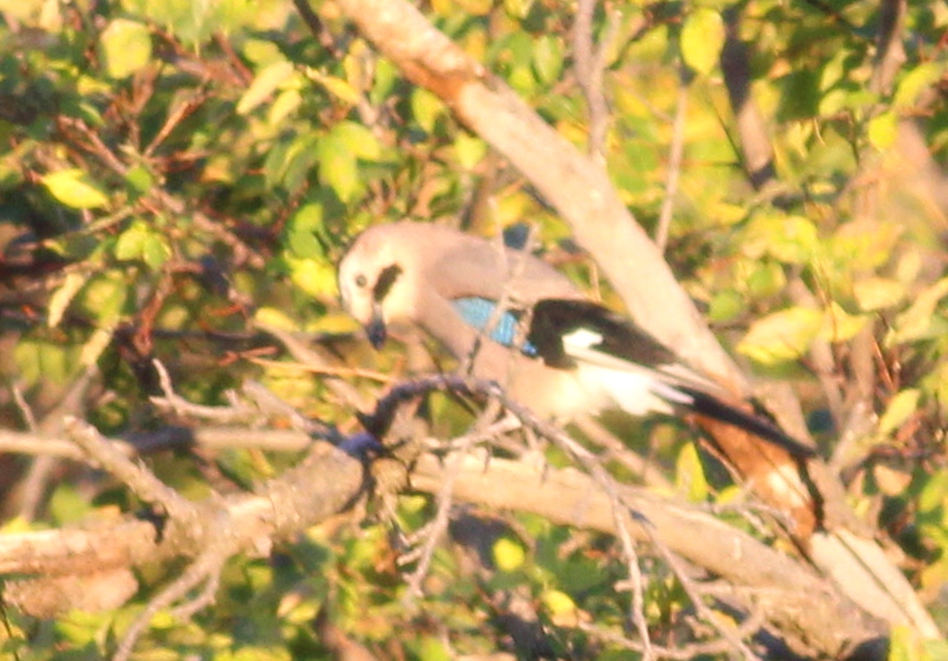 Eurasian Jay