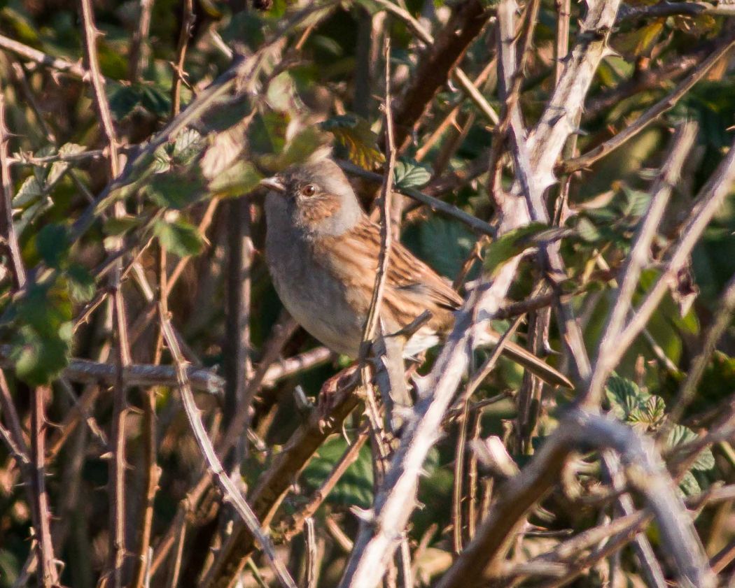 Dunnock