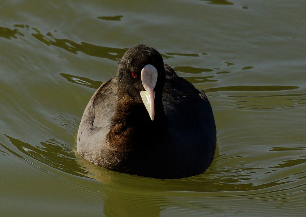 Eurasian Coot