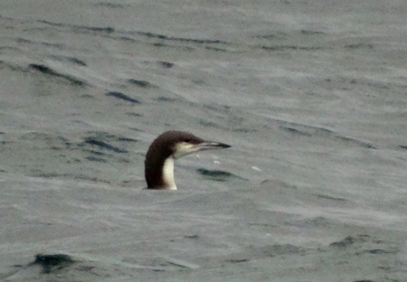Black-throated Loon