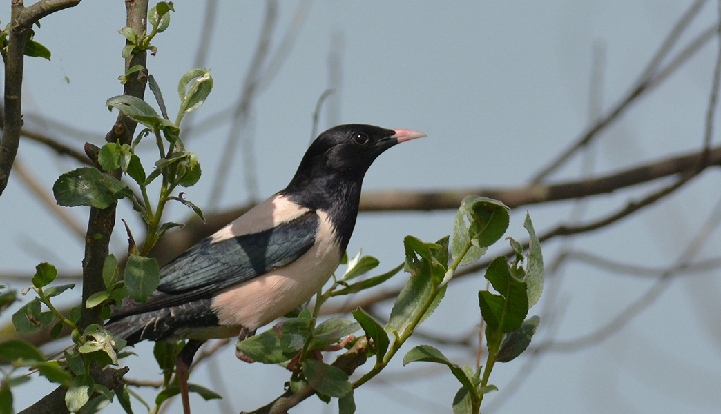 Rosy Starling