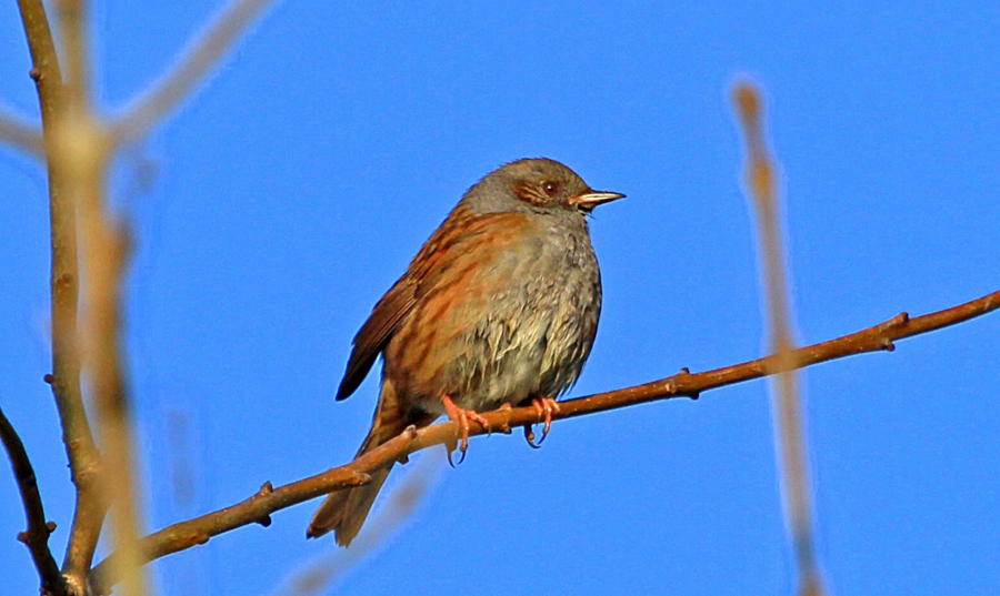 Dunnock