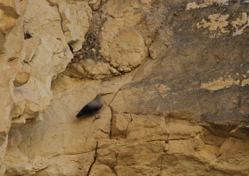 Wallcreeper